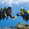 Divemaster Internship program - NO WORKING required