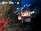 Diving & Marine Conservation Internship